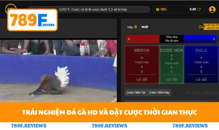 Đá Gà 789F 1 Trải nghiệm đá gà HD và đặt cược thời gian thực